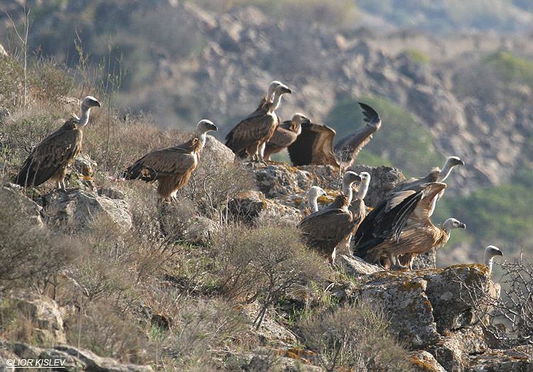 Griffon Vulture Gyps fulvus,Wadi Samak,November 2008 Lior Kislev